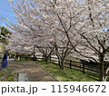 満開に咲いた桜の花 115946672