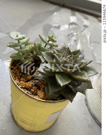 株分けして育った多肉植物 115946674
