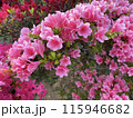 ぎゅっと集まったツツジの花 115946682