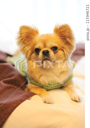 ペキチワ ペキチワ 115946721