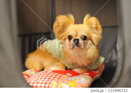 ペキチワ ペキチワ 115946722