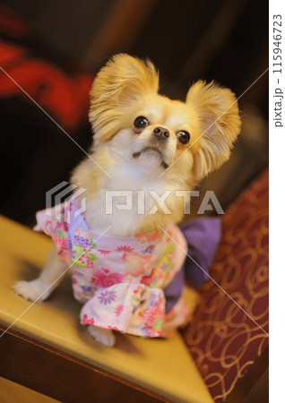 ペキチワ 115946723