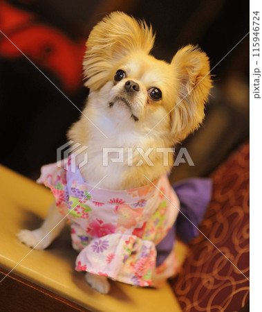 ペキチワ 115946724