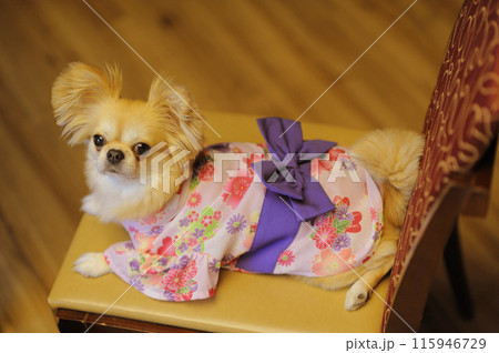 ペキチワ ペキチワ 115946729