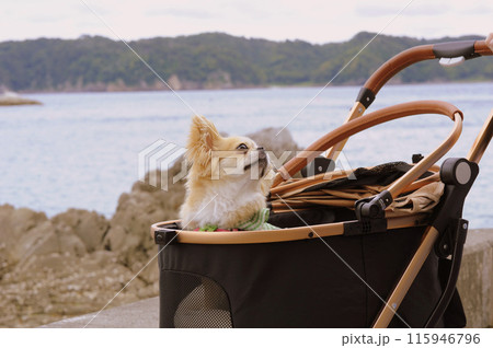 ペキチワ 115946796