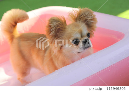 ペキチワ 115946803