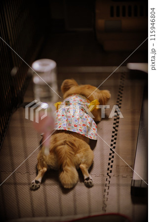 ペキチワ ペキチワ 115946804