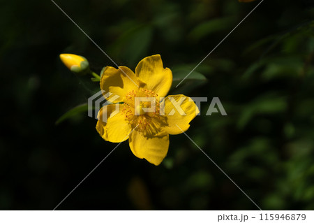 梅雨の晴れ間と満開のキンシバイ 115946879