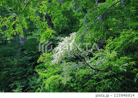 初夏の自然豊かな新緑の鎌池 115946914