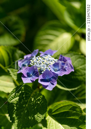 梅雨の晴れ間の紫陽花、ロットケルヘン 115947032