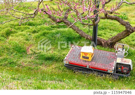 240426瓜巣桃の花z249 115947046