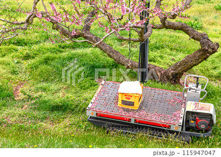 240426瓜巣桃の花z248 115947047