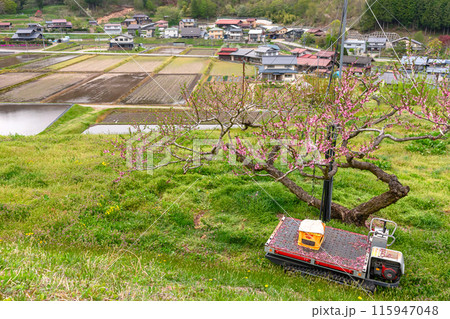 240426瓜巣桃の花z242 115947048