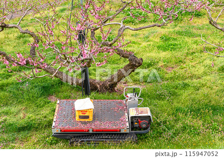 240426瓜巣桃の花z235 115947052