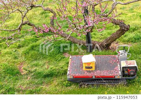 240426瓜巣桃の花z230 115947053