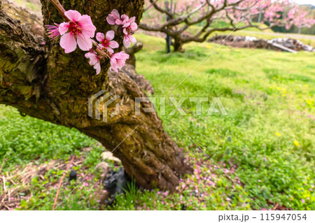 240426瓜巣桃の花z226 115947054