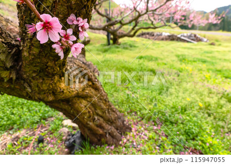 240426瓜巣桃の花z221 240426瓜巣桃の花z221 115947055