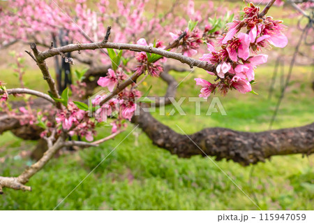 240426瓜巣桃の花z202 115947059