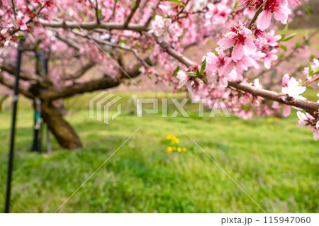 240426瓜巣桃の花z195 115947060