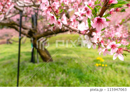 240426瓜巣桃の花z188 115947063