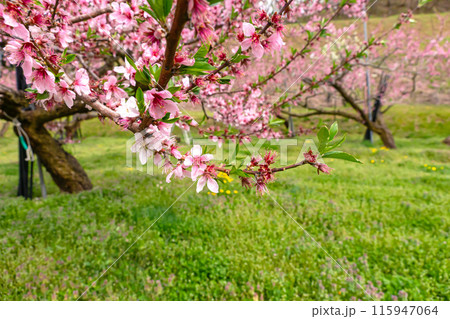 240426瓜巣桃の花z184 240426瓜巣桃の花z184 115947064