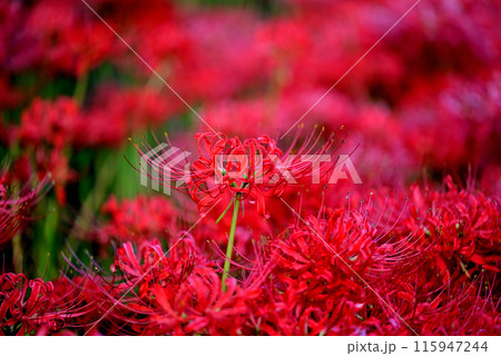 赤い彼岸花 115947244