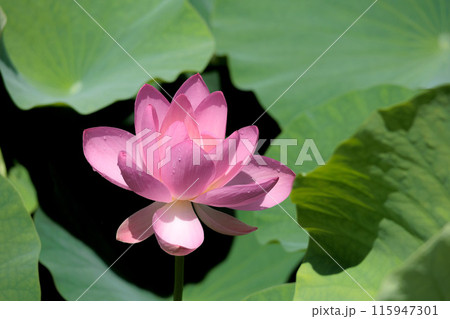 初夏の早朝を彩る清らかなハスの花たち 115947301