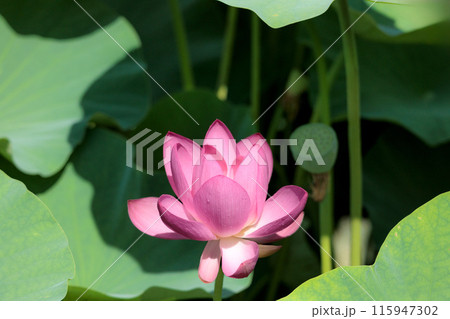 初夏の早朝を彩る清らかなハスの花たち 115947302