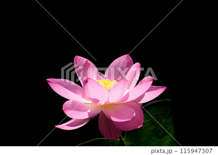 初夏の早朝を彩る清らかなハスの花たち 115947307