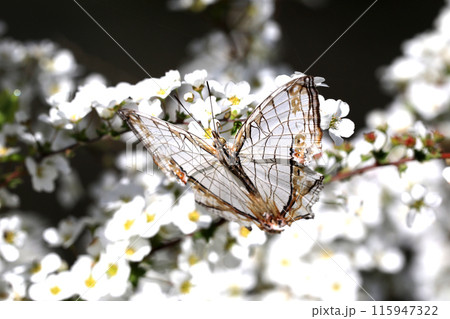 イシガケチョウ 115947322