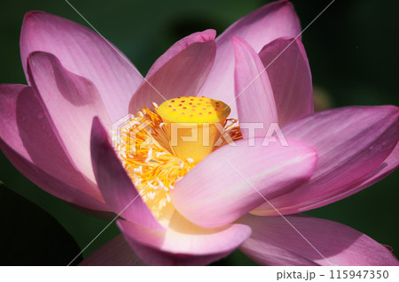 初夏の早朝を彩る清らかなハスの花たち 初夏の早朝を彩る清らかなハスの花たち 115947350
