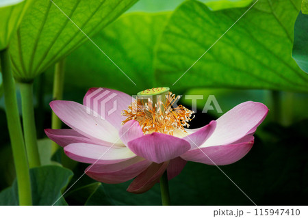 初夏の早朝を彩る清らかなハスの花たち 115947410