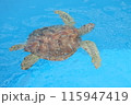一匹で泳ぐウミガメ 115947419