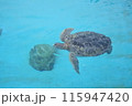 一匹で泳ぐウミガメ 115947420