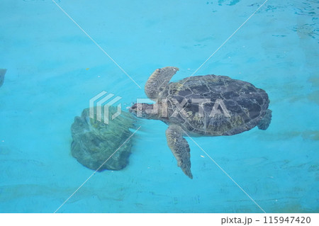 一匹で泳ぐウミガメ 115947420