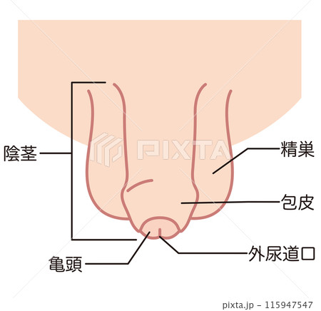 仮性包茎の男性生殖器 医療 仮性包茎の男性生殖器 医療 115947547