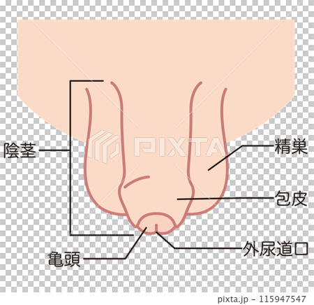仮性包茎の男性生殖器 医療 仮性包茎の男性生殖器 医療 115947547