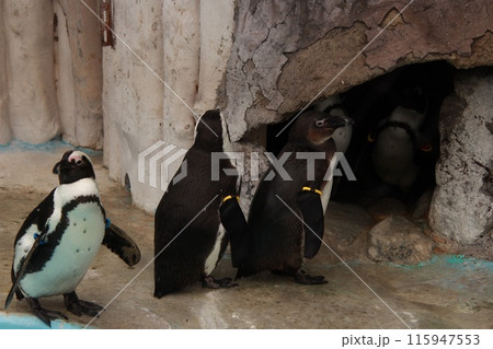 巣に入るのに順番待ちしているケープペンギン 巣に入るのに順番待ちしているケープペンギン 115947553