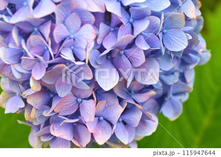 グラデーションカラーの紫陽花 115947644