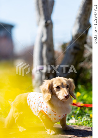 公園で散歩するダックスフンド 115947711