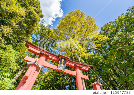 越後一宮 彌彦神社　一の鳥居　かつて社殿が朱塗でその名残りから鳥居も朱塗　高さ約6m 115947788