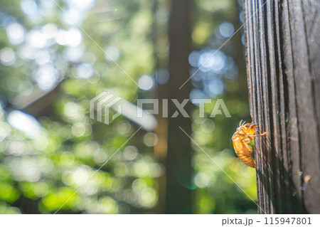 弥彦山万葉の道 セミの抜け殻 自らの足で一歩一歩神に近づく登拝路 弥彦山万葉の道 セミの抜け殻 自らの足で一歩一歩神に近づく登拝路 115947801