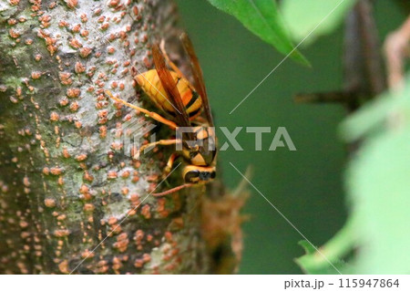 忙しいキイロスズメバチの女王様 115947864