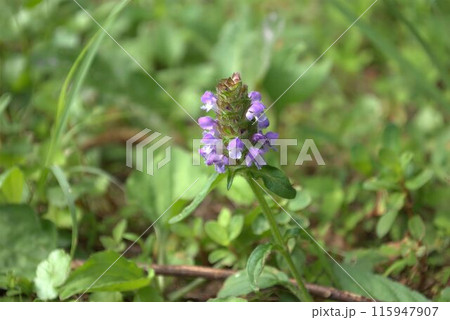 夏に咲くウツボグサの花 115947907