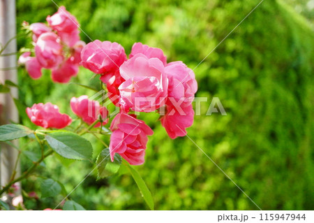 バラ園に咲いているコーラル色の綺麗な薔薇 115947944