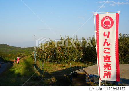 木になっているリンゴとリンゴ園でのリンゴ狩り9 115948171