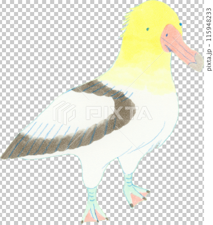 信天翁的手繪風格插圖 信天翁的手繪風格插圖 115948233