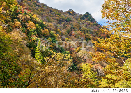 三段峡の紅葉 115948428