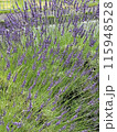 美しいラベンダー 115948528