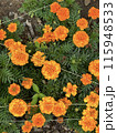 鮮やかなマリーゴールド 115948533